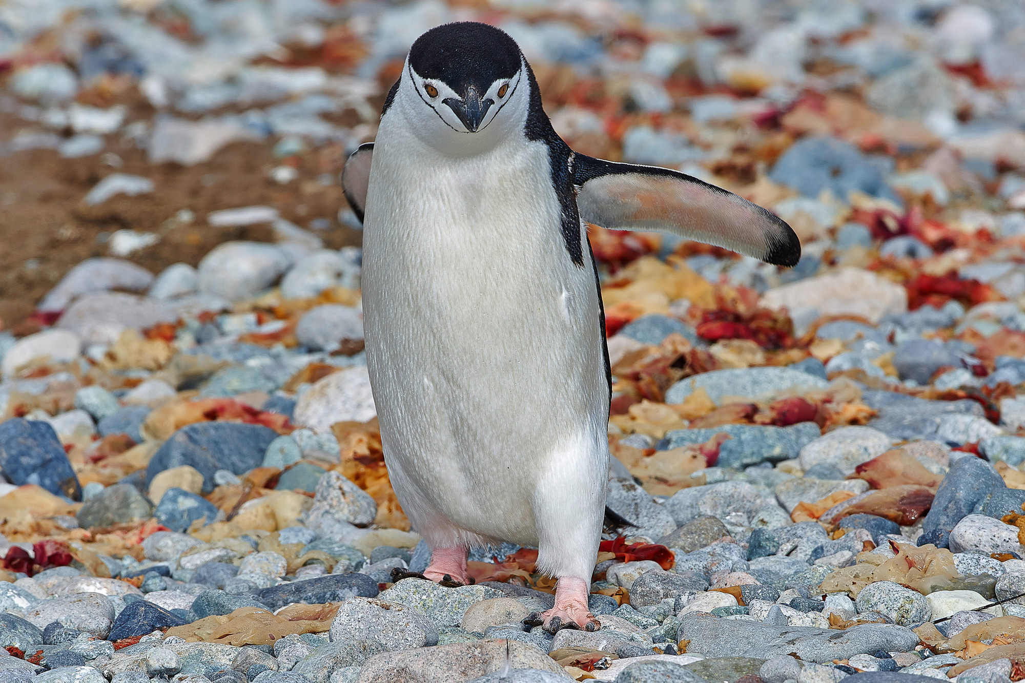chinstrap penguin